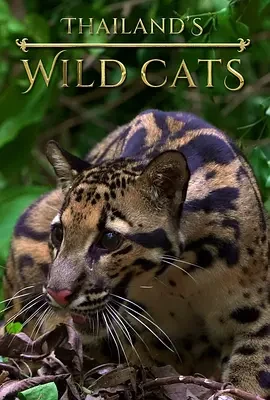 2021自然纪录片《泰国野生猫科》中字[HD1080P]